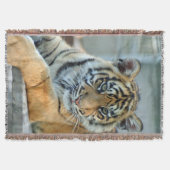 Tiger 034 decke (Vorderseite)