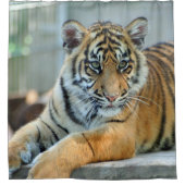 Tiger 034 duschvorhang (Vorderseite)