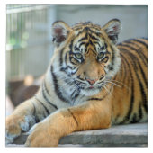 Tiger 034 fliese (Vorderseite)