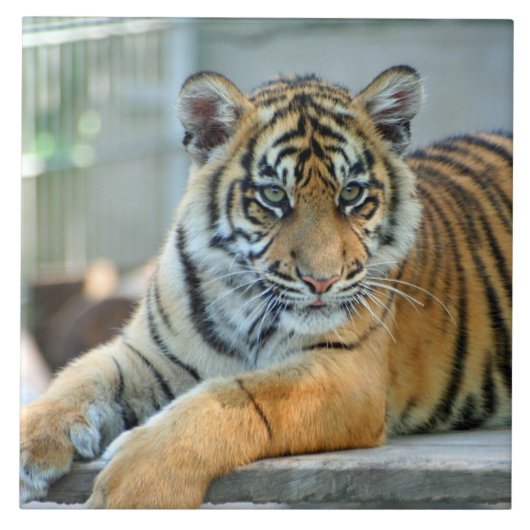 Tiger 034 fliese (Vorderseite)