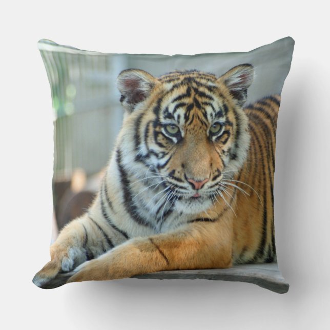 Tiger 034 kissen (Vorderseite)