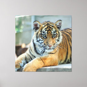 Tiger 034 leinwanddruck