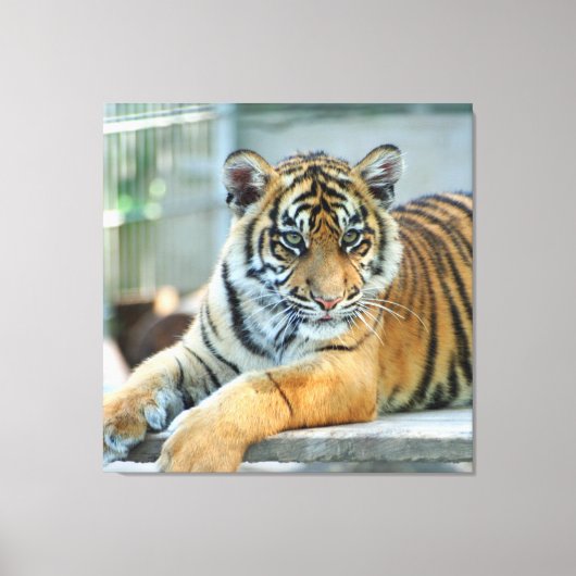 Tiger 034 leinwanddruck (Vorderseite)