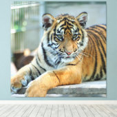Tiger 034 leinwanddruck (Insitu (Holzboden))