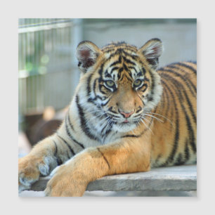 Tiger 034 magnetkarte