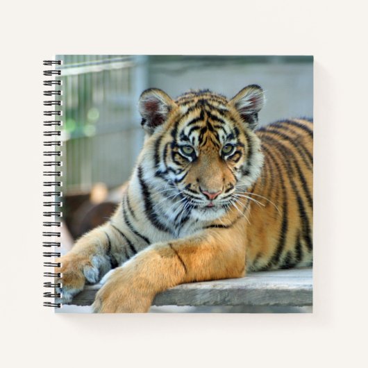 Tiger 034 notizblock (Vorderseite)