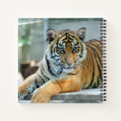 Tiger 034 notizblock (Rückseite)