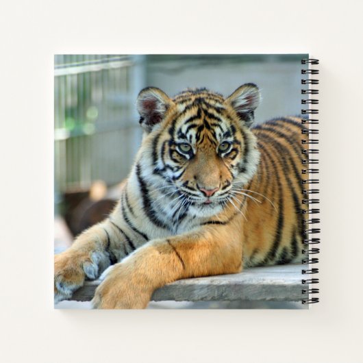 Tiger 034 notizblock (Rückseite)