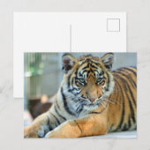 Tiger 034 postkarte (Vorne/Hinten)