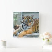 Tiger 034 quadratische wanduhr (Zuhause)