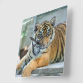 Tiger 034 quadratische wanduhr (Winkel)