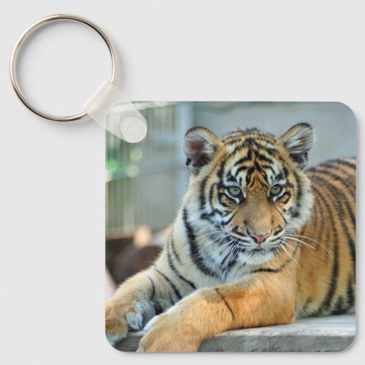 Tiger 034 schlüsselanhänger (Vorderseite)