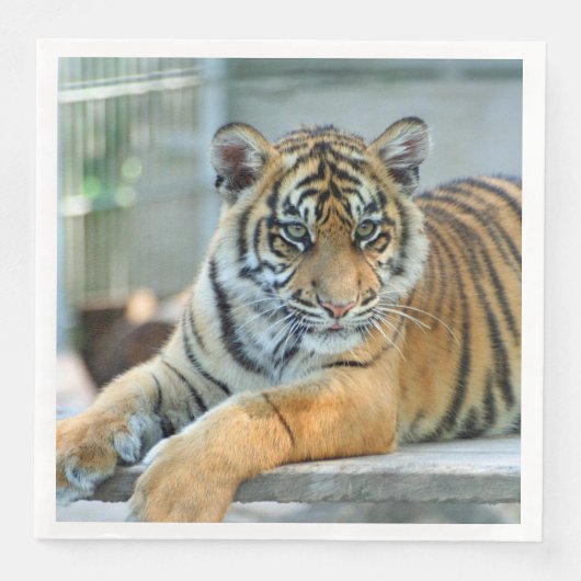 Tiger 034 serviette (Vorderseite)