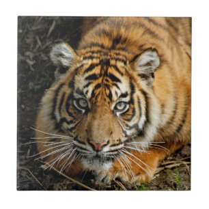 Tiger 037 fliese