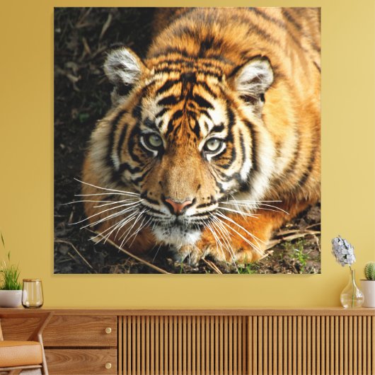 Tiger 037 leinwanddruck (Insitu (Wohnzimmer))