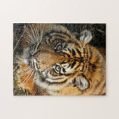 Tiger 037 puzzle (Horizontal)