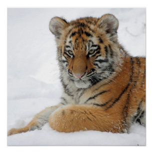 Tiger_2015_0103 Poster