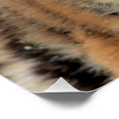 Tiger_2015_0108 Poster (Ecke)