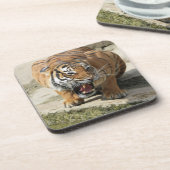 Tiger_2015_0156 Getränkeuntersetzer (Linke Seite)