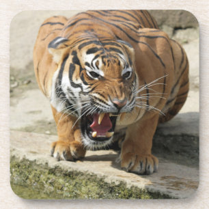 Tiger_2015_0156 Getränkeuntersetzer