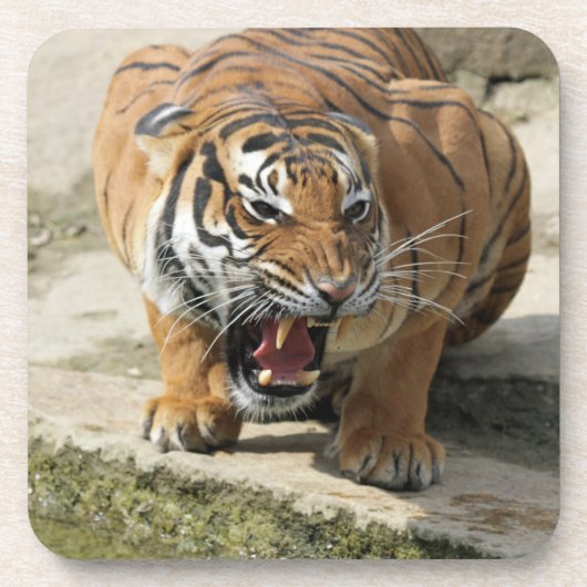 Tiger_2015_0156 Getränkeuntersetzer (Vorderseite)