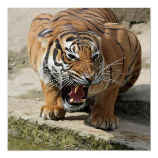 Tiger_2015_0156 Poster (Vorderseite)