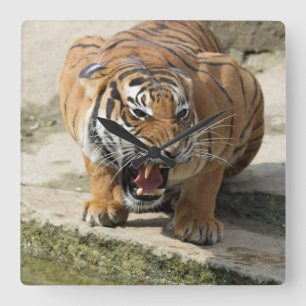 Tiger_2015_0156 Quadratische Wanduhr