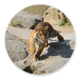 Tiger_20190302_by_JAMFoto Keramikknauf