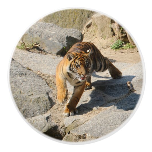 Tiger_20190302_by_JAMFoto Keramikknauf (Vorderseite)