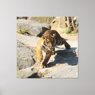 Tiger_20190302_by_JAMFoto Leinwanddruck