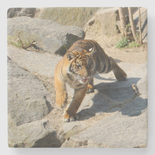 Tiger_20190302_by_JAMFoto Steinuntersetzer