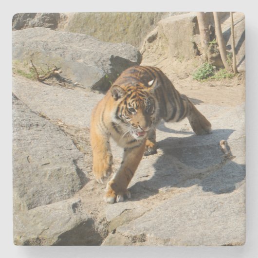 Tiger_20190302_by_JAMFoto Steinuntersetzer (Vorderseite)