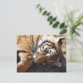 Tiger 2 postkarte (Stehend Vorderseite)