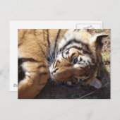 Tiger 2 postkarte (Vorne/Hinten)
