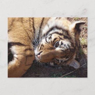 Tiger 2 postkarte