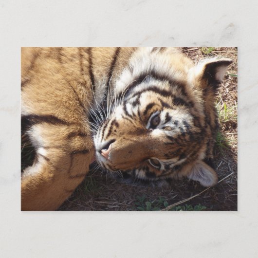 Tiger 2 postkarte (Vorderseite)