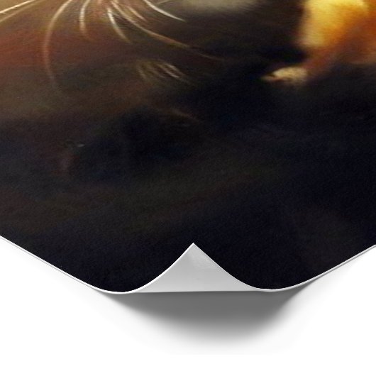 Tiger (4) Wildkatze Poster (Ecke)