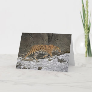 Tiger 8 month Old Cub Greeting Card Karte