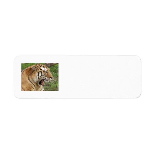 Tiger Address Labels (Vorne)