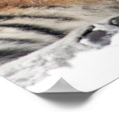 Tiger and Cub Hugs Poster (Ecke)