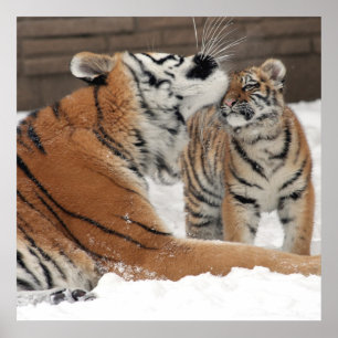 Tiger and Cub Hugs Poster