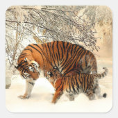 Tiger and Cub, Winter Scene, Quadratischer Aufkleber (Vorderseite)
