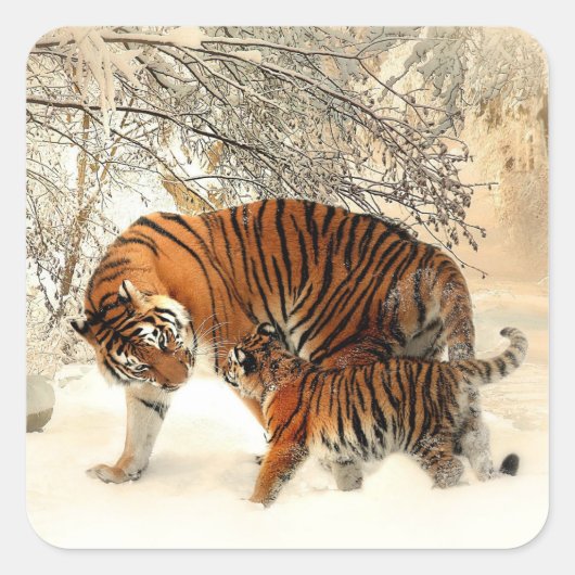 Tiger and Cub, Winter Scene, Quadratischer Aufkleber (Vorderseite)
