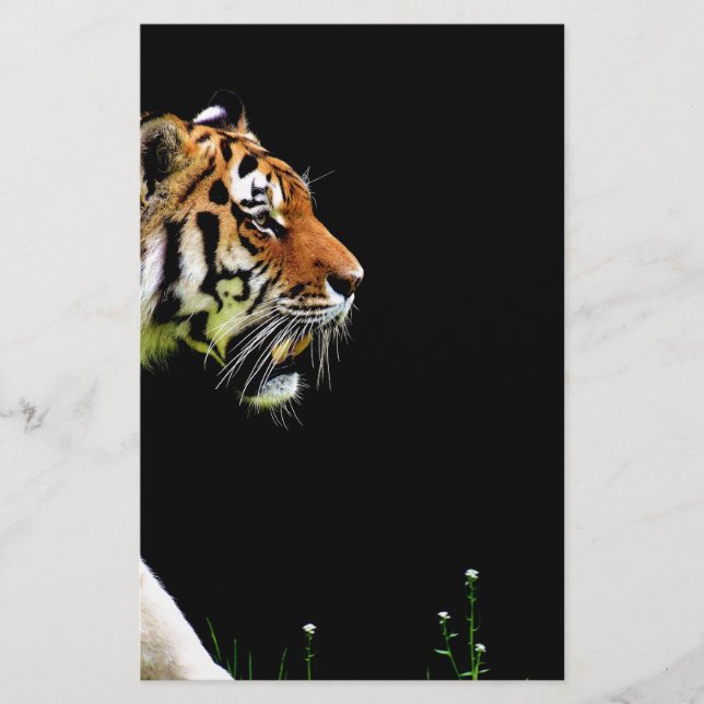 Tiger Approaching - Wildtierarbeiten (Vorderseite)