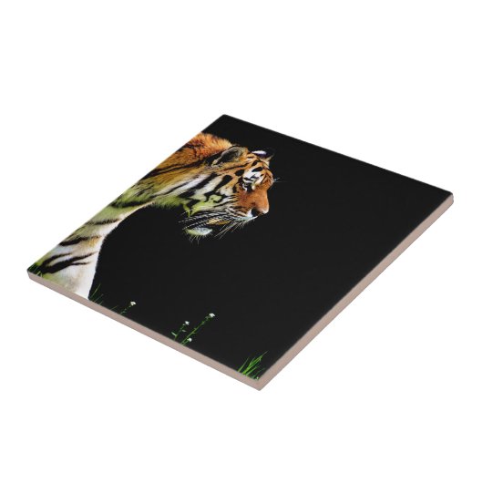 Tiger Approaching - Wildtierarbeiten Fliese (Seite)