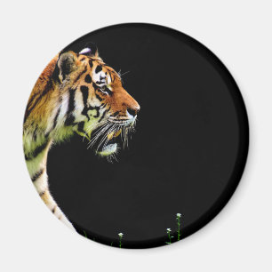 Tiger Approaching - Wildtierarbeiten Magnet