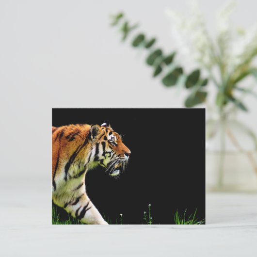 Tiger Approaching - Wildtierarbeiten Postkarte (Stehend Vorderseite)