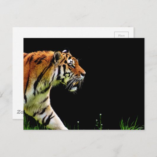 Tiger Approaching - Wildtierarbeiten Postkarte (Vorne/Hinten)