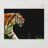 Tiger Approaching - Wildtierarbeiten Postkarte (Vorderseite)