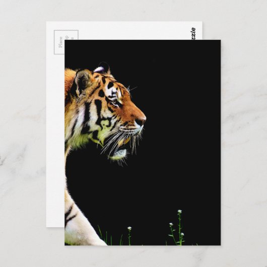 Tiger Approaching - Wildtierarbeiten Postkarte (Vorne/Hinten)